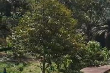 Agriculture land with musang king at Perak tapah for sale