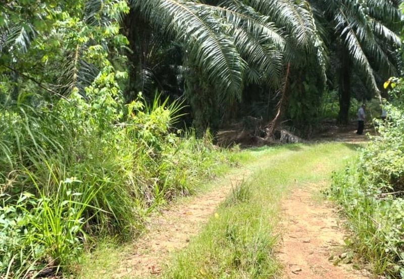 Freehold agri land at Kuala Kangsar Perak for sale!!