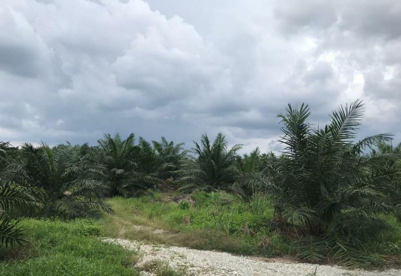 Agriculture land in industrial zoning at Banting For Sale!!