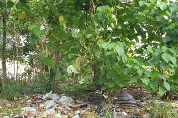 industrial zoning Agriculture Land at sungai buluh For Sale!!