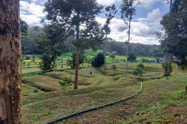 Commercial Petrol & EV station facing highway for sale 