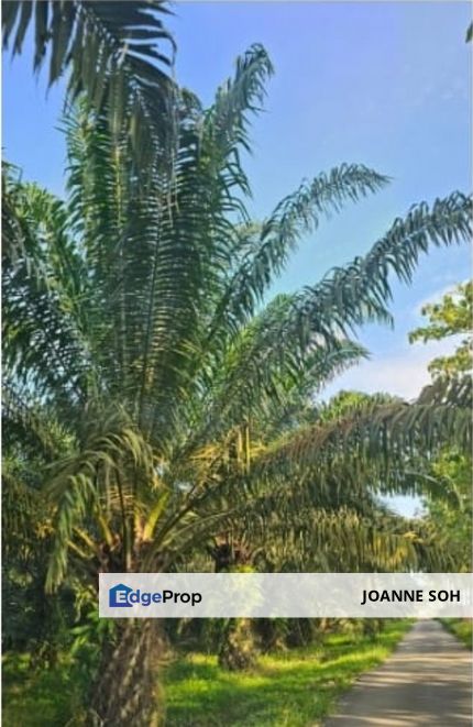Johor Palm oil Plantation land for sale!!, Johor, Yong Peng