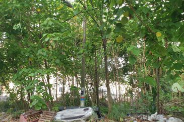 Agriculture freehold land for sell