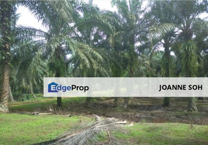 Agriculture land @Taiping 580acres for sale, Perak, Taiping