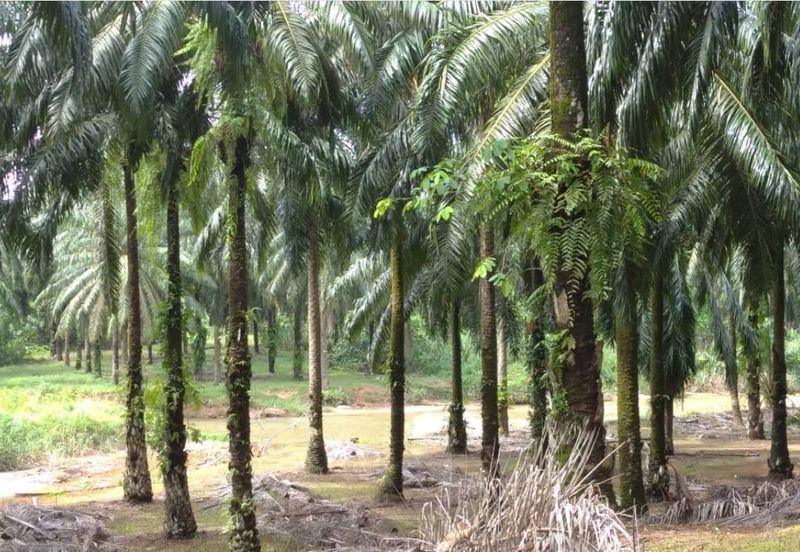 Agriculture Land @ Taiping