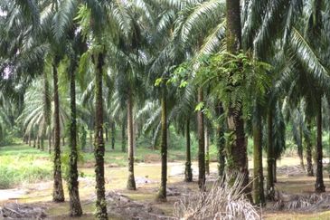 Agriculture Land @ Taiping