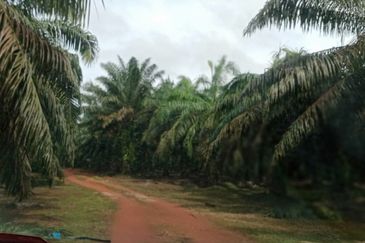 Agriculture Land @ Taiping