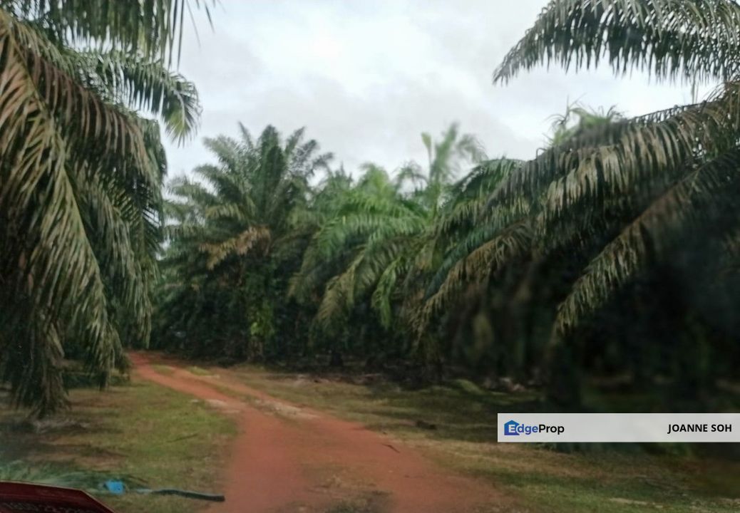 Agriculture land @Taiping 580acres for sale, Perak, Taiping