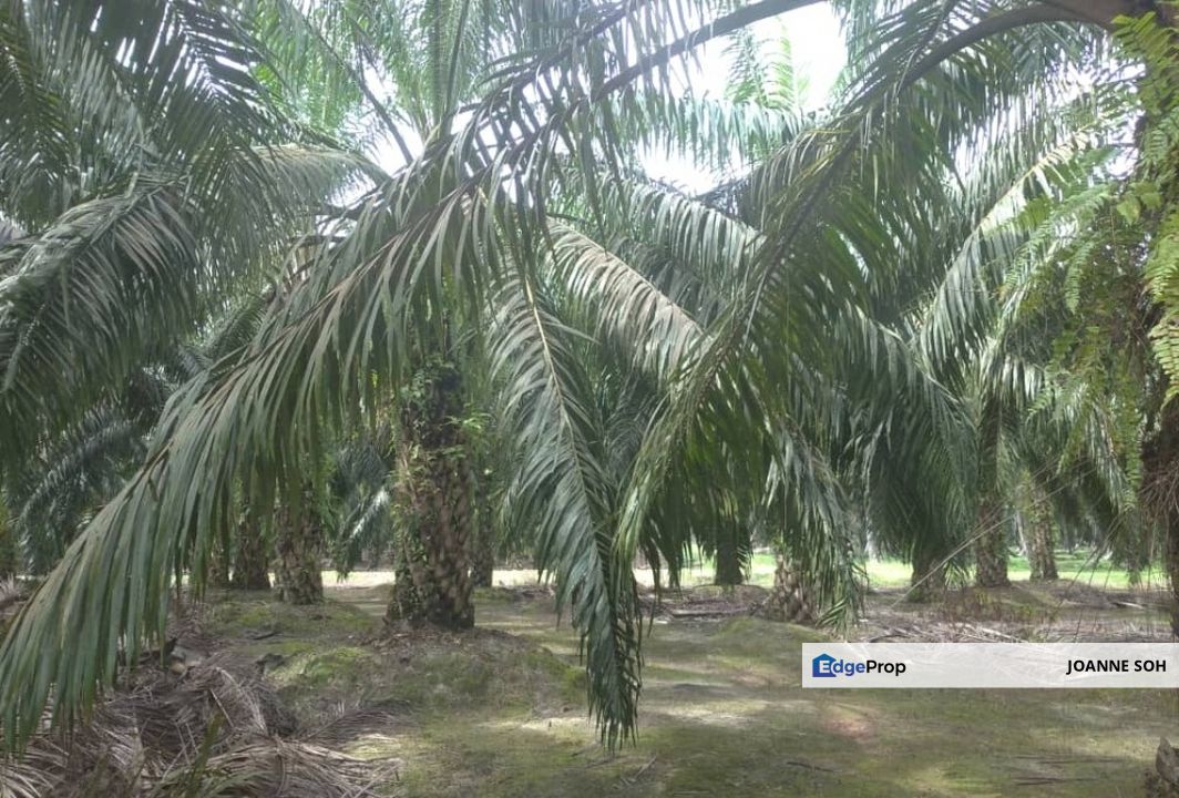 Sitiawan agriculture freehold land 942acres for sale, Perak, Manjung