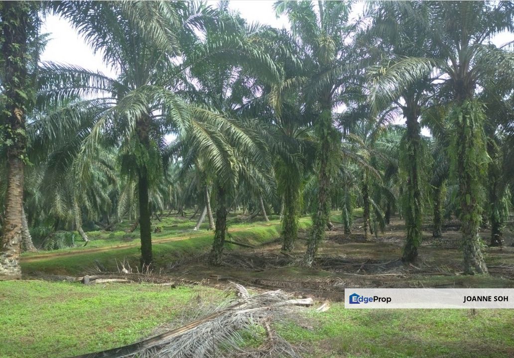 Sitiawan agriculture freehold land 942acres for sale, Perak, Manjung