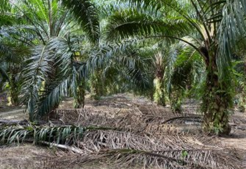 Industrial Land, Jalan Dengkil-Banting, Sepang,