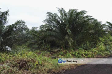 REVOLUSI HIJAU JOHAN SETIA
