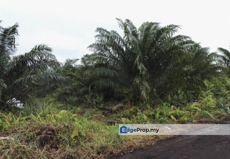REVOLUSI HIJAU JOHAN SETIA