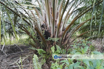 REVOLUSI HIJAU JOHAN SETIA