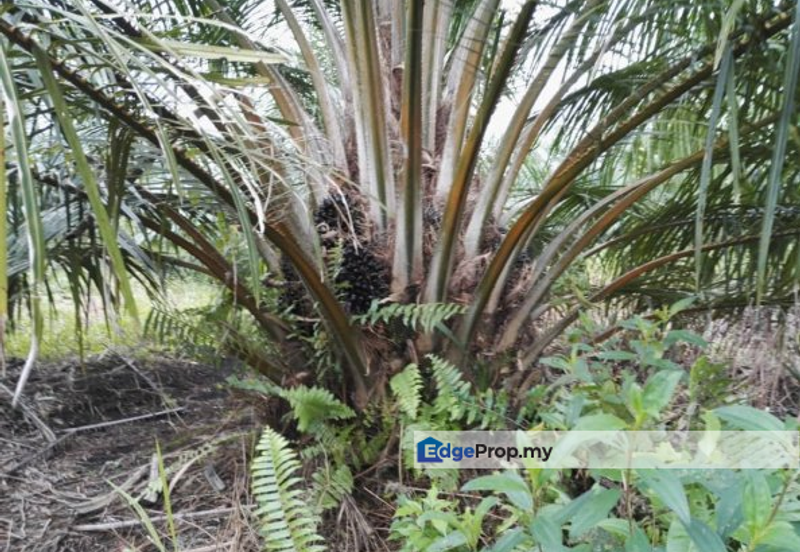 REVOLUSI HIJAU JOHAN SETIA
