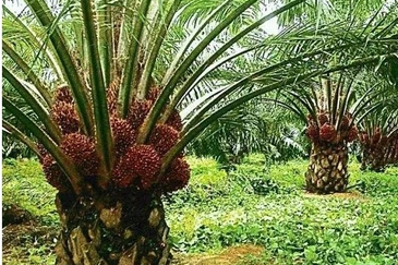 Agricultural Land, Hulu Berang, Hulu Terengganu