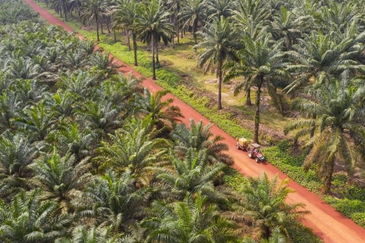 Agricultural Land, Hulu Berang, Hulu Terengganu