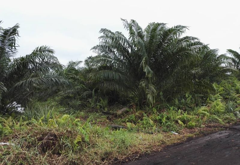 REVOLUSI HIJAU JOHAN SETIA