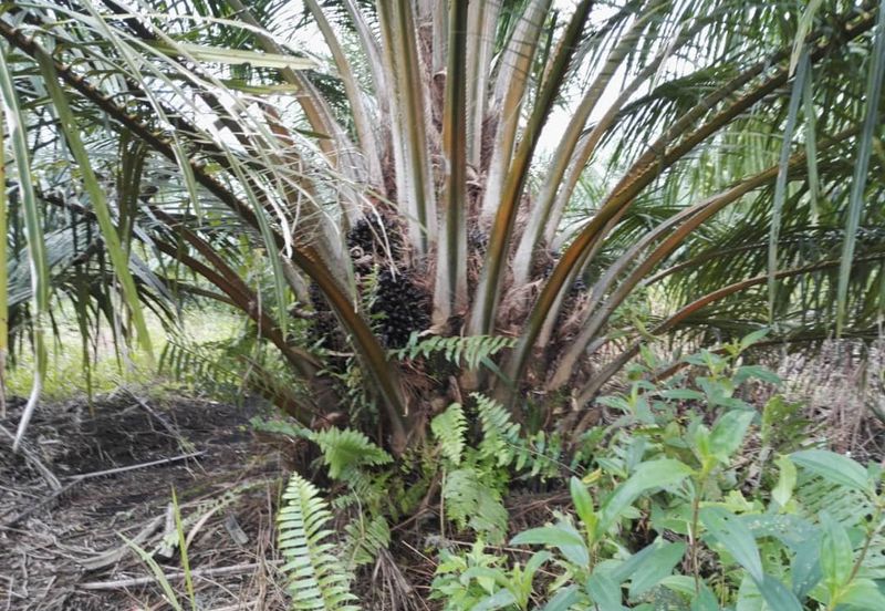 REVOLUSI HIJAU JOHAN SETIA