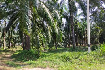 PEKAN SIMPANG TIGA IJOK