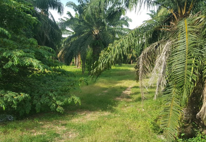 Agricultural Land located at Jeram, Kuala Selangor 