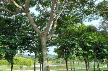 Bungalow Land in Jalan Pekaka, Seksyen 8 Kota Damansara for Sale