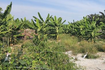Agricultural Land Telok Mengkuang Panglima Garang