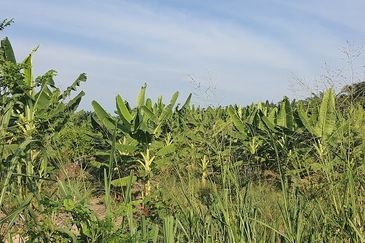 Agricultural Land Telok Mengkuang Panglima Garang