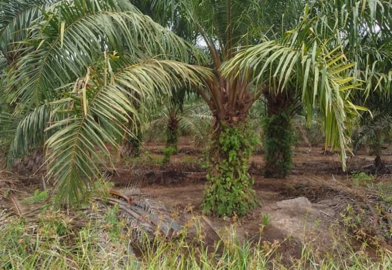 Lake District Orchard Land, Kampung Ulu Tris, Sepang
