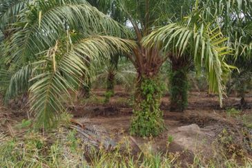 Lake District Orchard Land, Kampung Ulu Tris, Sepang
