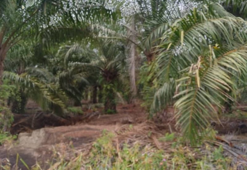 Lake District Orchard Land, Kampung Ulu Tris, Sepang