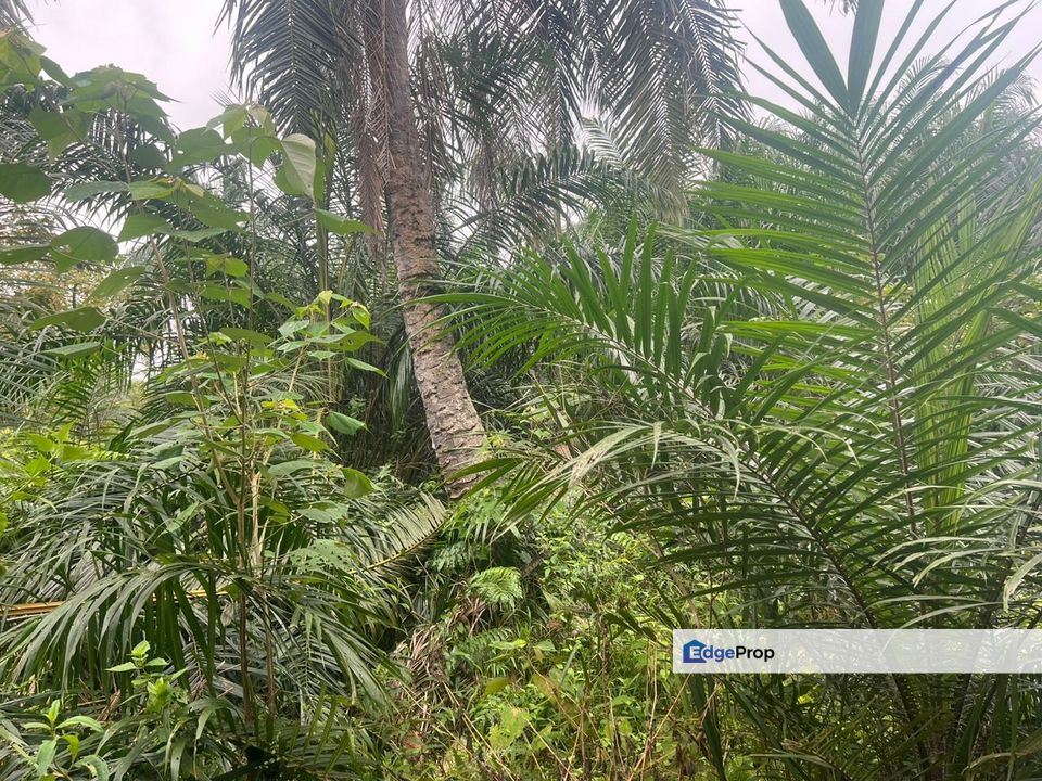 Sungai Kelambu 2, Tanjung Dua Belas,, Banting , Selangor, Banting