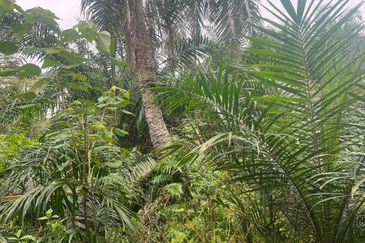 Sungai Kelambu, Tanjung Dua Belas,, Banting 