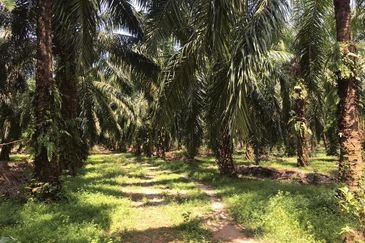 11.5 acres Industrial Zoning Land, Telok Mengkuang