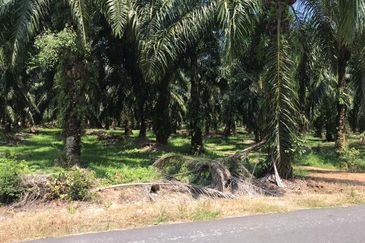 11.5 acres Industrial Zoning Land, Telok Mengkuang