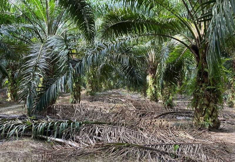 Industrial Land, Jalan Dengkil-Banting, Sepang,