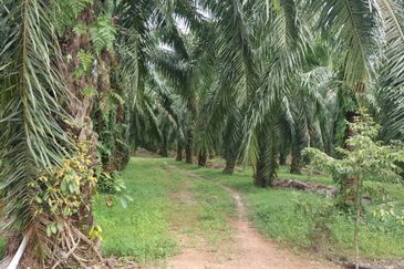 10 acres Industrial Zoning Land, Telok Mengkuang