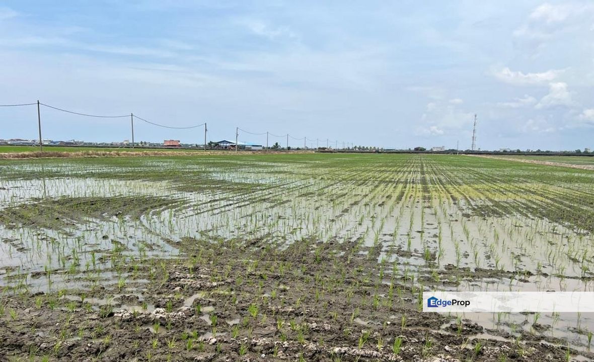 Agriculture Land, Jalan Parit 4 Pantai Sungai Burung, Kampung Sungai Burung Sekinchan Tanjung Karang , Selangor, Sekinchan