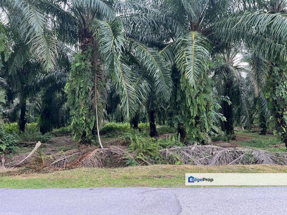 Industrial Zoning Land, Olak Lempit Tanjung Dua Belas, Bukit Changgang Banting, Kuala Langat for Sale, Selangor, Banting