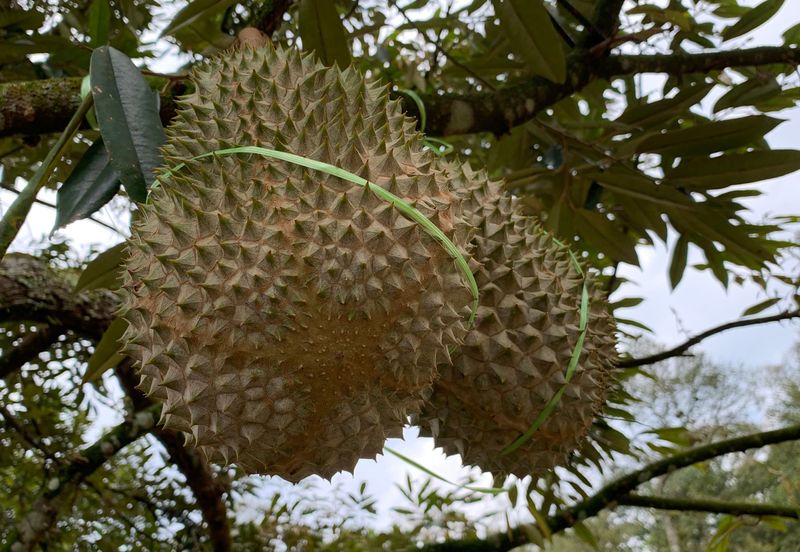 Raub,Bentong, Tras, Sang Lee, Durian Orchard For Sale