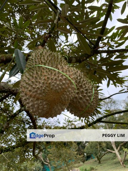 Raub,Bentong, Tras, Sang Lee, Durian Orchard For Sale, Pahang, Raub