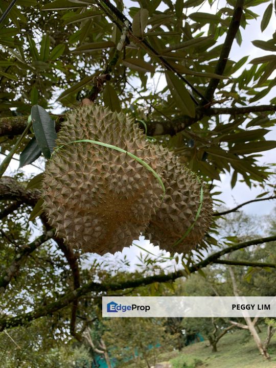Raub,Bentong, Tras, Sang Lee, Durian Orchard For Sale, Pahang, Raub
