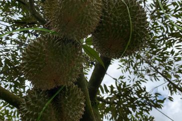 Raub,Bentong, Tras, Sang Lee, Durian Orchard For Sale