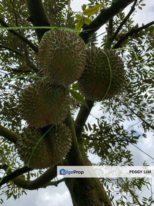 Raub,Bentong, Tras, Sang Lee, Durian Orchard For Sale, Pahang, Raub