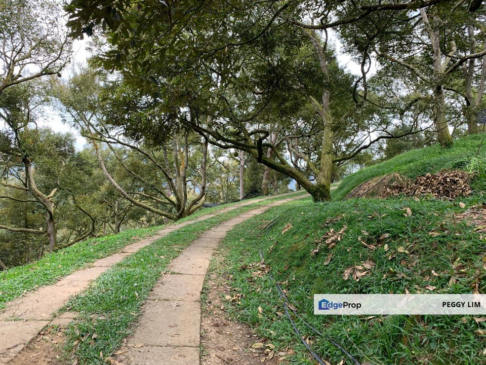 Raub,Bentong, Tras, Sang Lee, Durian Orchard For Sale, Pahang, Raub