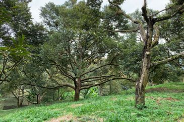 Raub,Bentong, Tras, Sang Lee, Durian Orchard For Sale