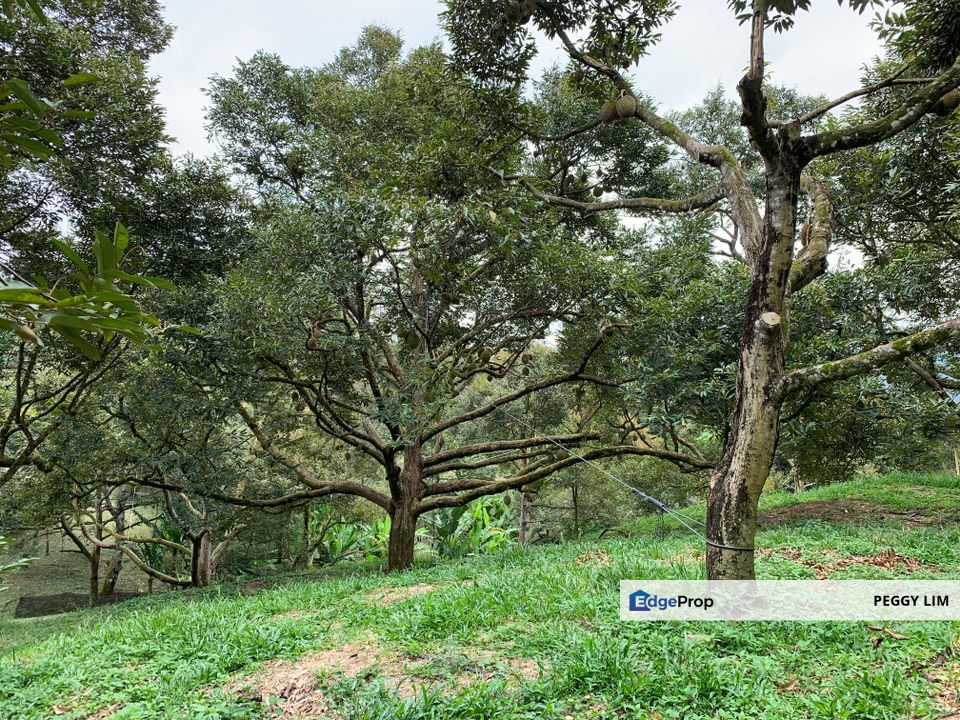 Raub,Bentong, Tras, Sang Lee, Durian Orchard For Sale, Pahang, Raub
