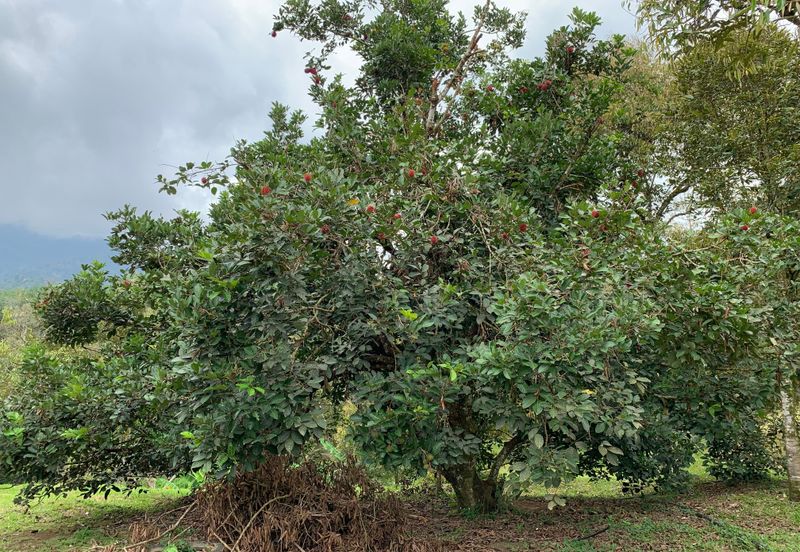 Raub,Bentong, Tras, Sang Lee, Durian Orchard For Sale