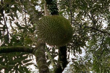 Raub,Bentong, Tras, Sang Lee, Durian Orchard For Sale