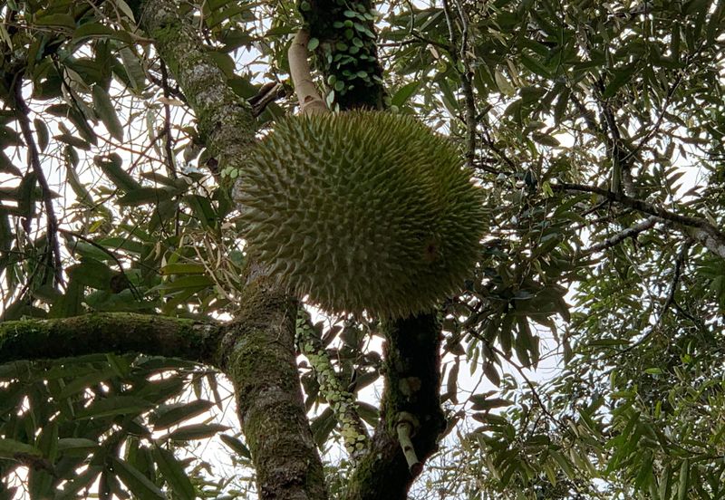 Raub,Bentong, Tras, Sang Lee, Durian Orchard For Sale